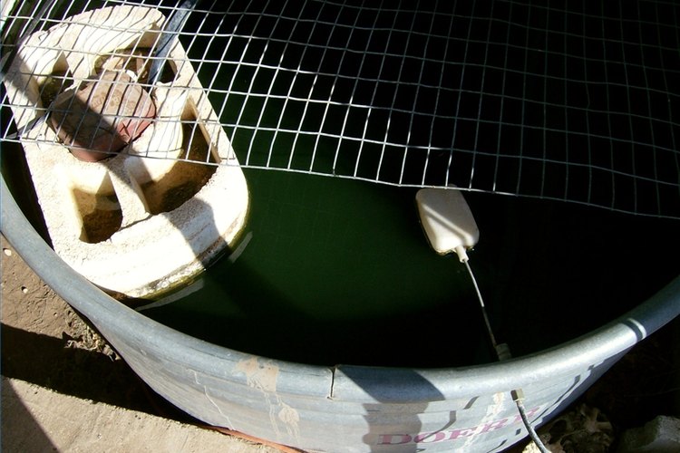 Photo by Terri Rawls Bait minnows can be raised in tanks for personal use or profit.