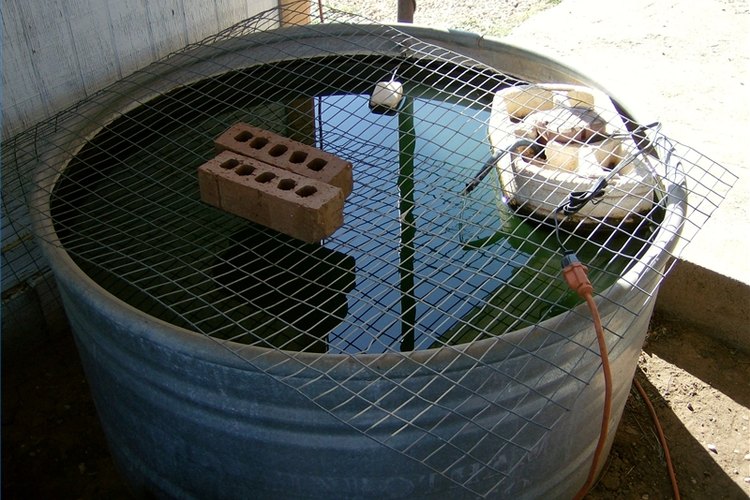 Photo by Terri Rawls A stock tank is good setup for raising bait fish.