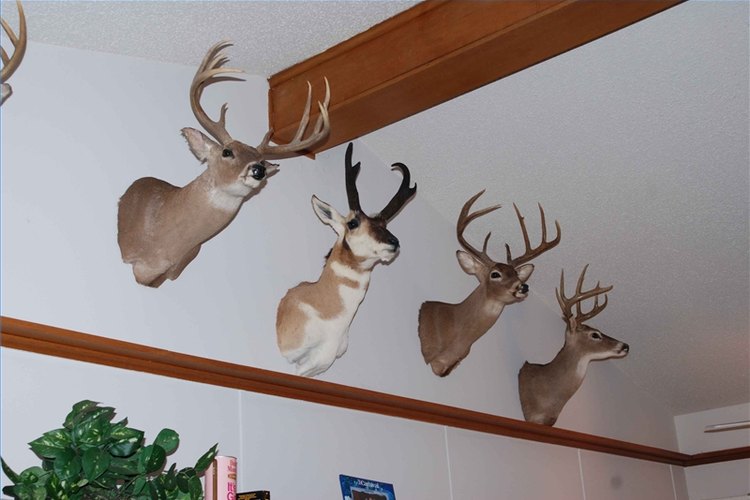 All Images by Daniel Ray Your deer mount deserves pride of place.