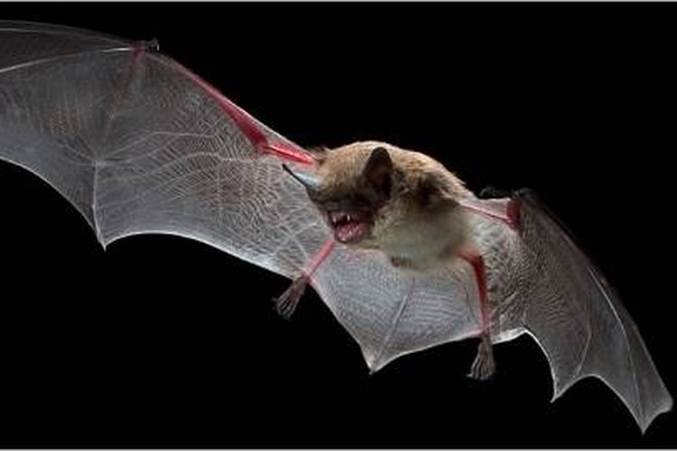 http://sciencenotes.wordpress.com/2008/03/29/whats-killing-our-bats/ How Do Bats Communicate?