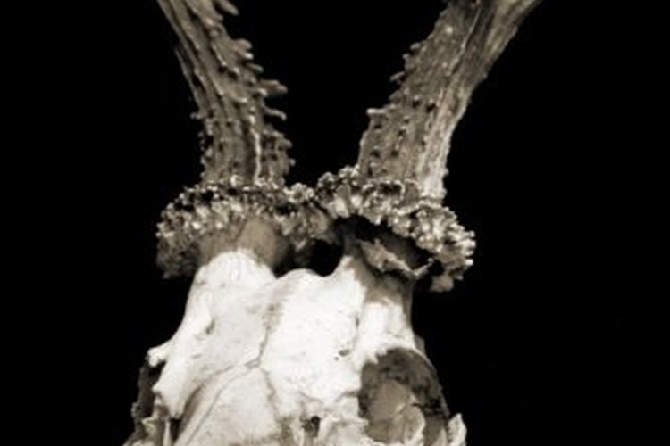 http://www.flickr.com/ A "Texas mount" displays a deer's skull.