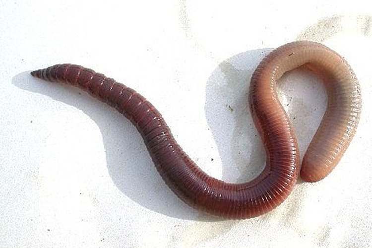 http://blogs.salon.com/0003248/images/nightcrawler2.jpg, http://www.istockphoto.com/file_thumbview_approve/3183654/2/istockphoto_3183654_worm_on_hook.jpg Here wormy wormy