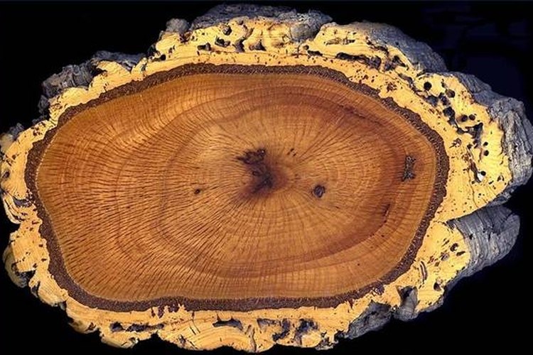 Cork oak cross section. Image from Wikimedia Commons Which Wood Burns the Longest?