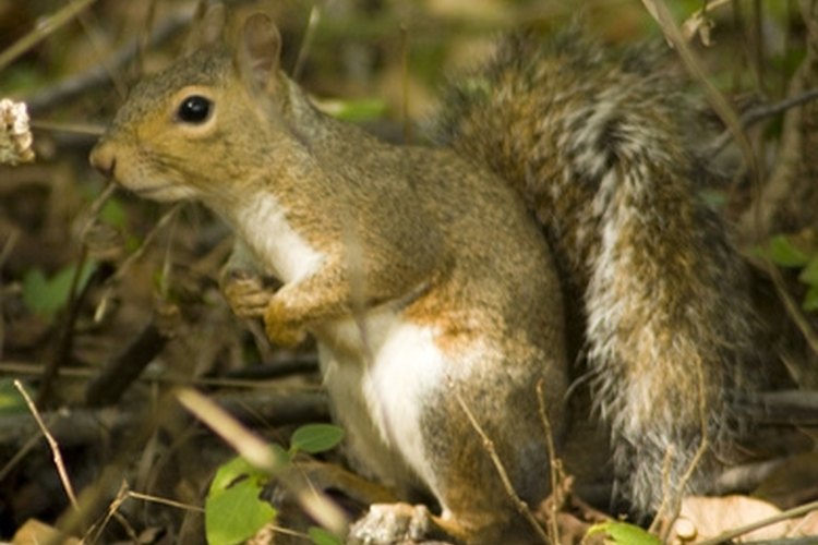 squirrel image by cherie from Fotolia.com Trap that pesky squirrel!