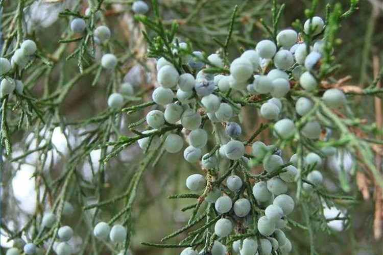 How To Make Cedar Oil Leaftv