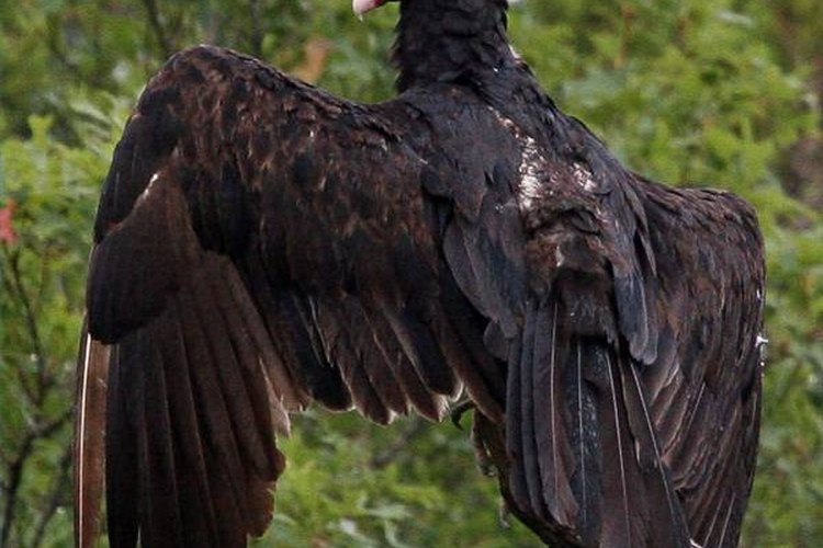 i528.photobucket.com What Does a Buzzard Look Like?