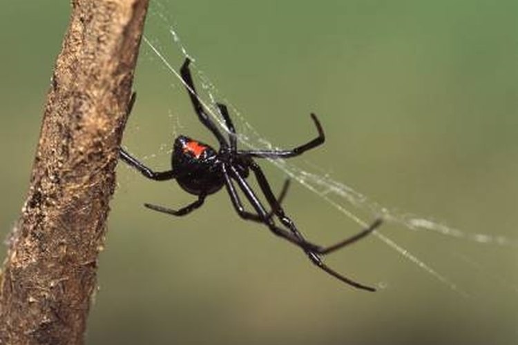 Brown Recluse Spider Bite Poisoning in Cats