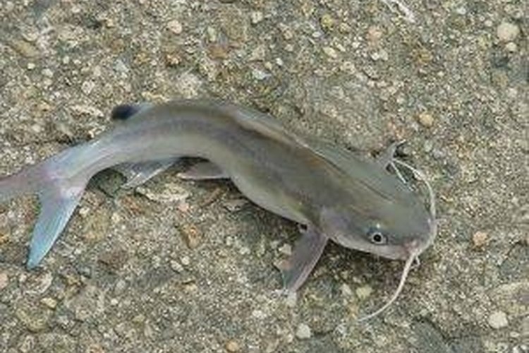 Pam Roth Catfish