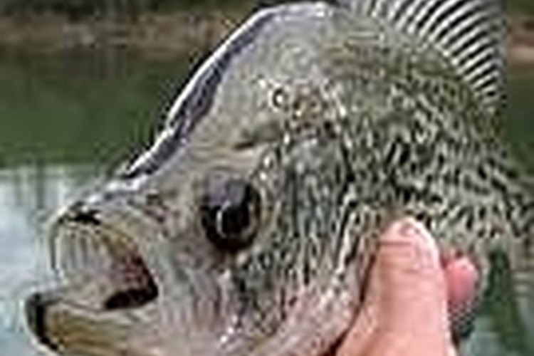 Catch Crappie in the California Delta
