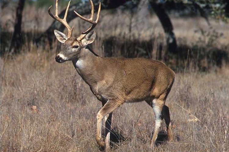 Scott Bauer of the U.S. Department of Agriculture What Guns Do You Use While Deer Hunting?