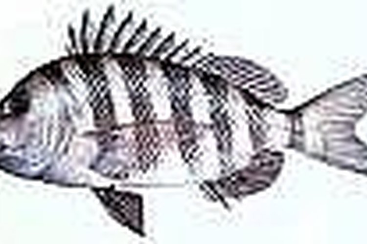 http://images.google.com/imgres?imgurl=http://www.landbigfish.com/images/fish/LBF_Sheepshead.jpg&imgrefurl=http://www.landbigfish.com/fish/fish.cfm%3FID%3D26&usg=__myP0nl8z1jeD9lz9GcPnbIfNsoQ=&h=244&w Catch Sheepshead