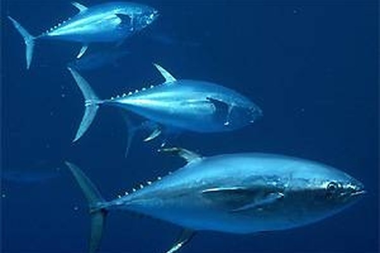Tuna swim in the Atlantic Ocean