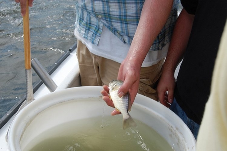 If you use live bait, you might want to make a bait tank.