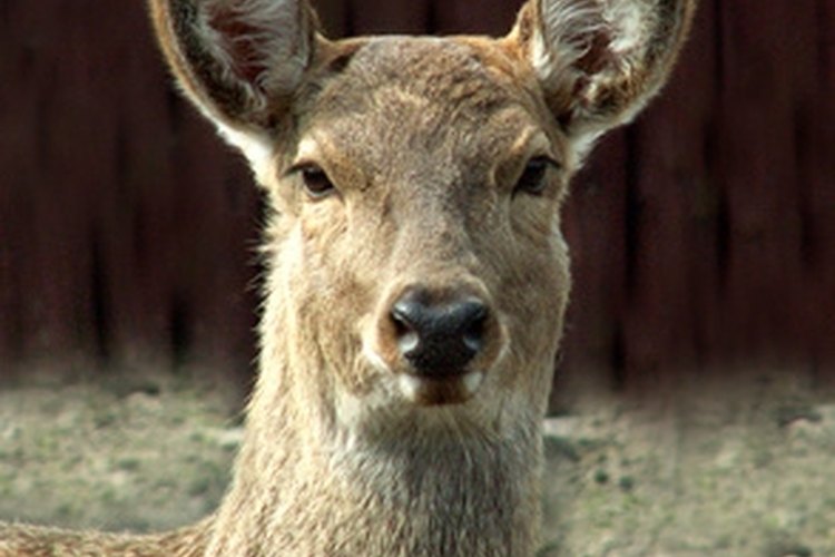 deer image by Henryk Olszewski from Fotolia.com Deer urine attracts deer to the site where it is applied.