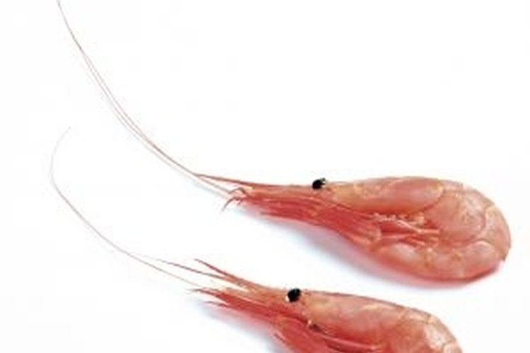 Ferdinand Steen/sxc.hu When properly cured, shrimp make excellent bait for fishing.