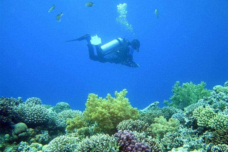 Steve and Jemma Copley: Flickr.com, Silke Baron: Flickr.com, In Veritas Lux: Flickr.com, Kevin Gibbons: Flickr.com, Silke Baron: Flickr.com, In Veritas Lux: Flickr.com, Silke Baron: Flickr.com Why Are Coral Reefs Important?