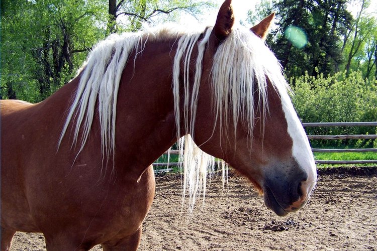 Ride Horses for Free (go Horseback Riding for Free)