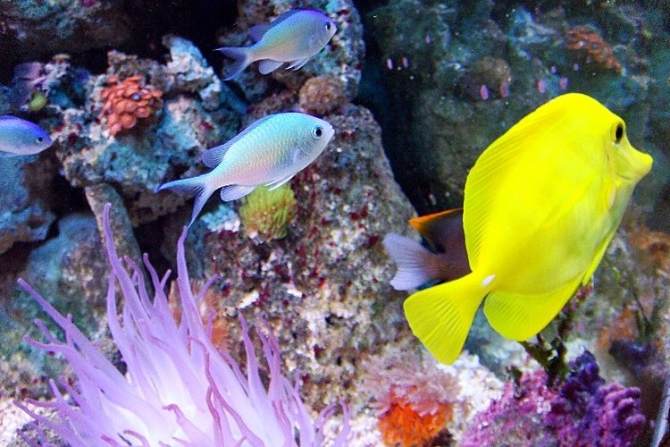 Charlie Stoddart Facts About Saltwater Fish