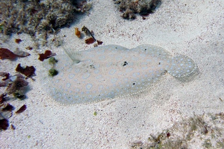 flounder image by Christian Schoettler from Fotolia.com Flounder gigging is typically done at night.