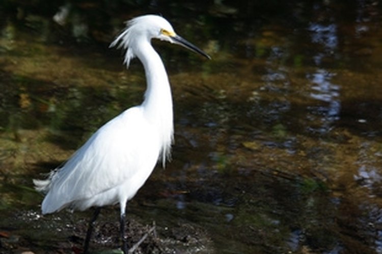 how-to-tell-the-difference-between-a-male-and-female-snowy-egret-gone