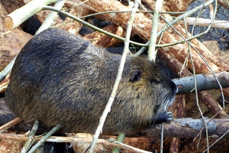 beaver image by btanne from Fotolia.com Use care when skinning and preparing a beaver pelt for market.