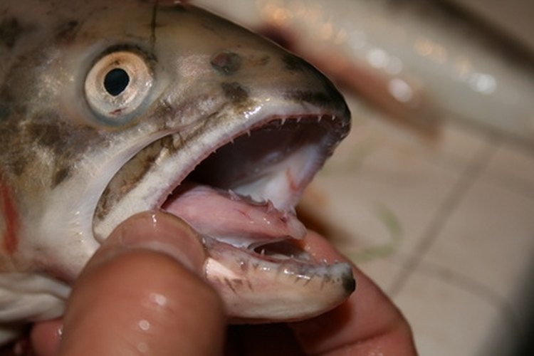 Head of a trout image by zalisa from Fotolia.com Catch trout with canned corn in early spring.