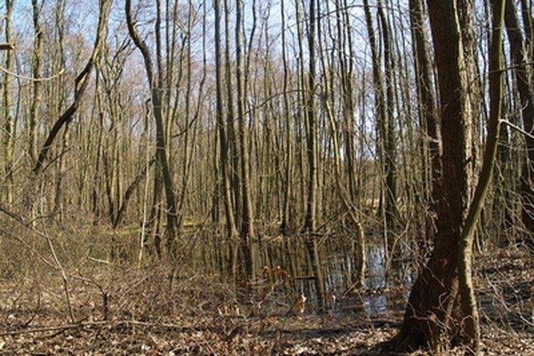 forest and swamp image by Artur Blaszak from Fotolia.com Do your research to find public hunting land in Florida.