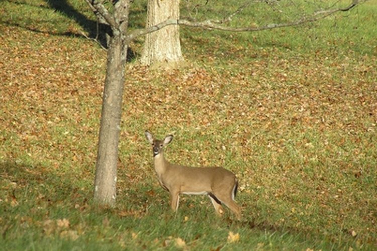 deer in the woods image by Gail Ranney from Fotolia.com A deer surveys the area.