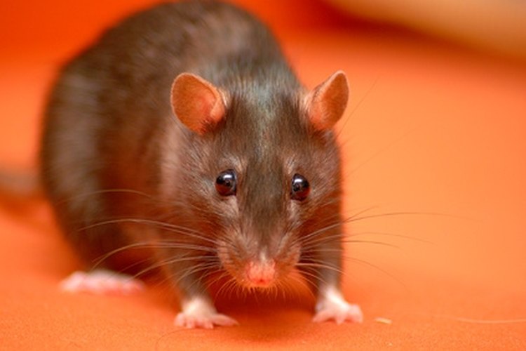 Süße Ratte image by Carsten Steps from Fotolia.com Rats can easily be snared.