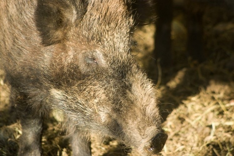 Sanglier image by alainmantin from Fotolia.com The Amarillo, Texas area offers excellent hog hunting.