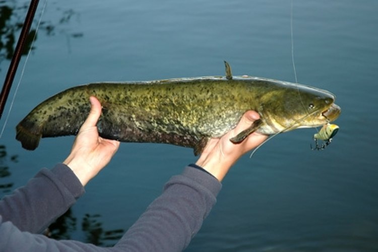 Catfish image by Pavol Kmeto from Fotolia.com Find catfish in the California Delta region.