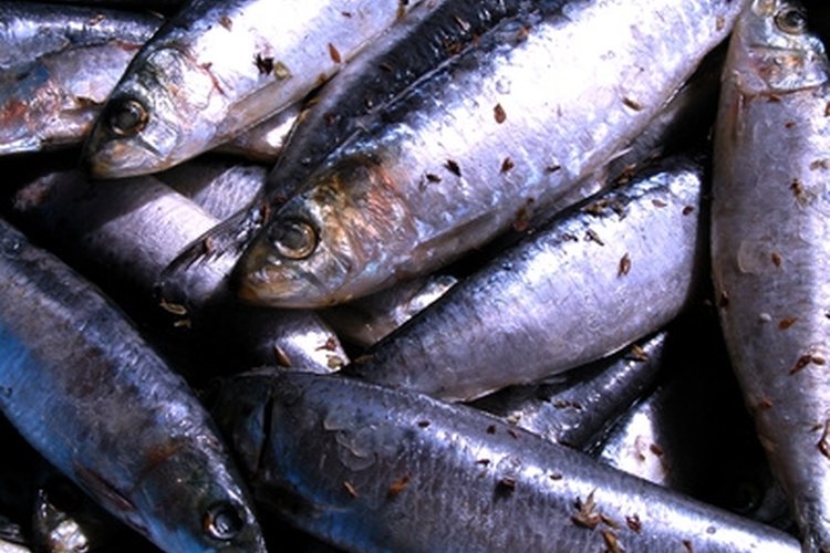 sardines texture image by João Freitas from Fotolia.com Sardines are useful bait for fishing.