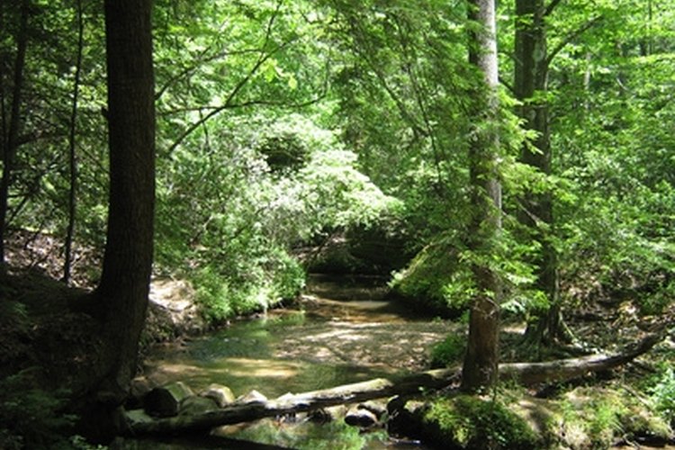 Alabama Stream image by DCooley from Fotolia.com TVA projects have resulted in large areas for hunting.