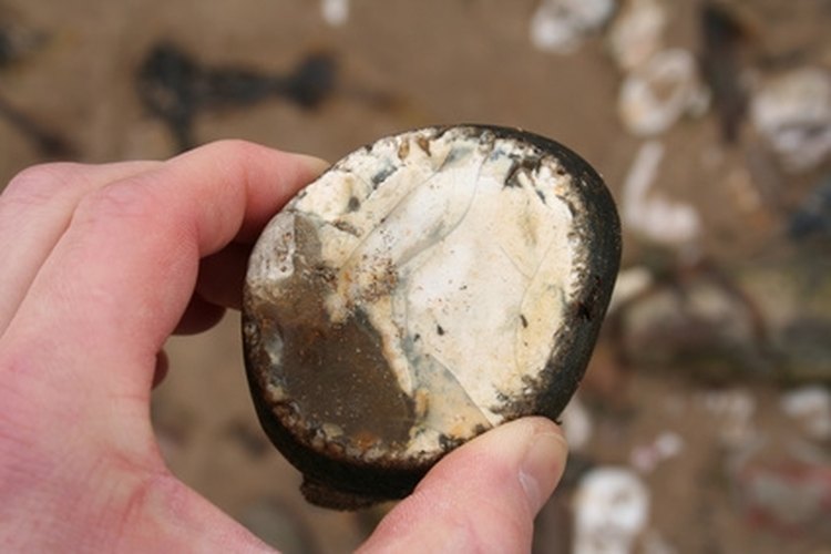 flint nodule image by pdtnc from Fotolia.com Use flint to make a survival knife.