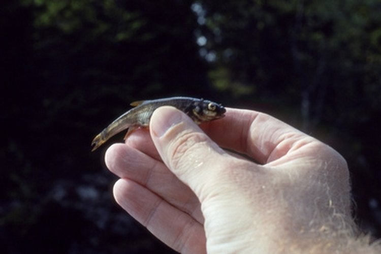 fish image by Einar Bog from Fotolia.com Various types of minnow can be found in Texas.