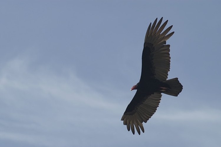 turkey vulture image by Reisbegeleider.com from Fotolia.com The turkey vultuire can soar for hours without flapping its wings.