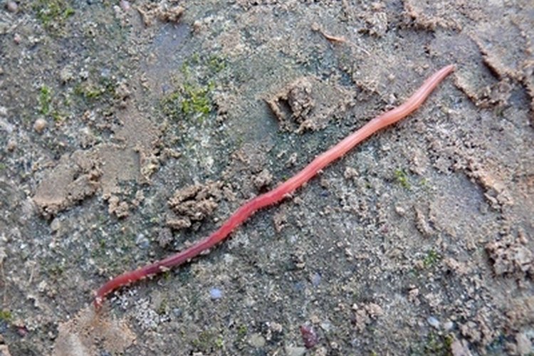 earthworm image by ril from Fotolia.com Nightcrawlers can be sold to tackle and bait shops.