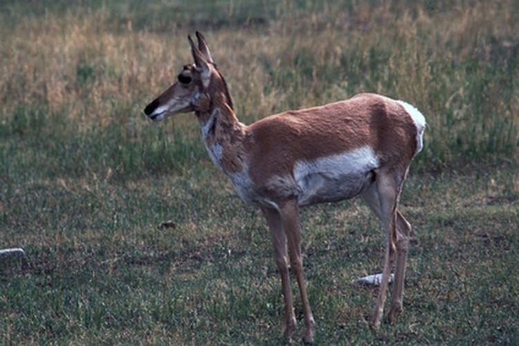 solitary antelope standing image by Brenton W Cooper from Fotolia.com Wyoming has an abundance of antelope.