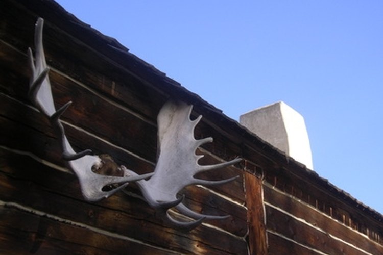 moose antlers and sky image by Iva Janiga from Fotolia.com Mounted antlers can be used decoratively.