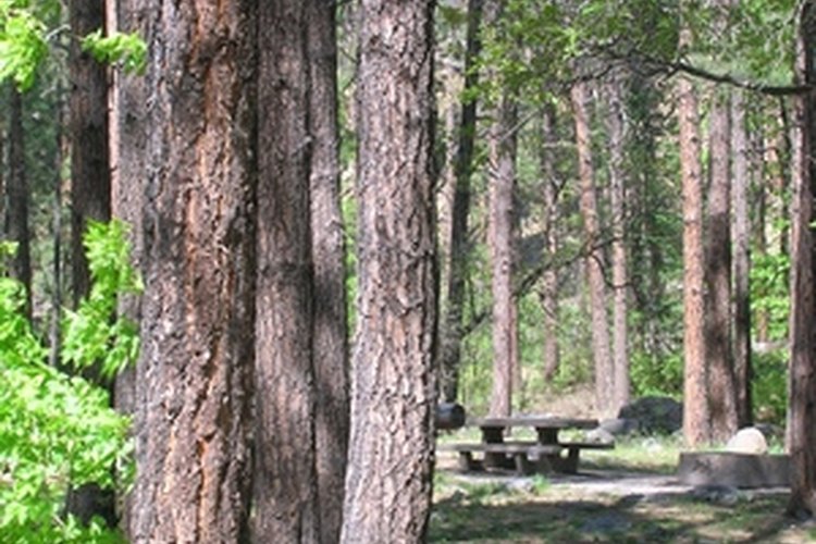 Pine Flat Campground near Sedona, AZ image by Kathryn Little from Fotolia.com An older Coleman tent, when set up properly, can be as inviting as its newer counterparts.