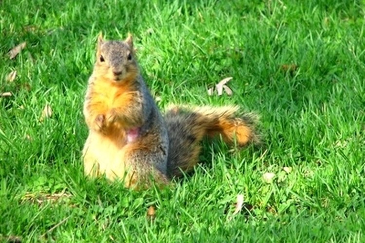 squirrel image by Tanya McConnell from Fotolia.com Squirrel Hunting in Texas