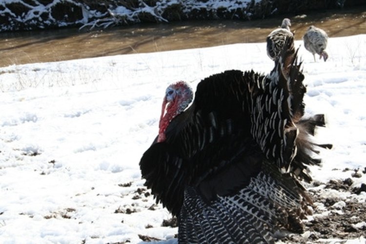 turkey image by Bobi from Fotolia.com Know the laws before turkey hunting in Texas.