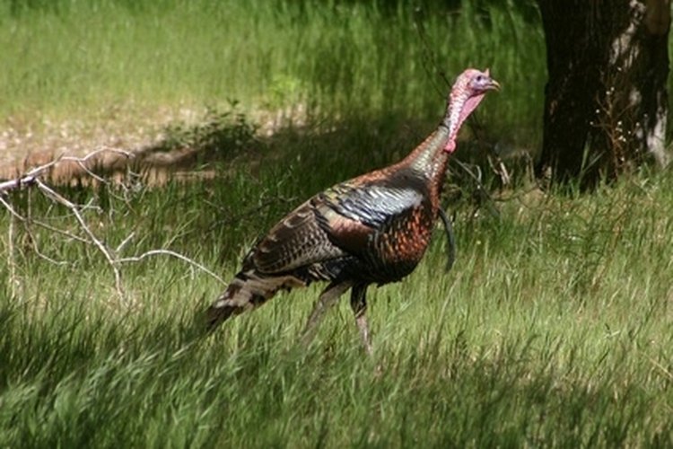 turkey image by Terry Reimink from Fotolia.com A scope on a shotgun can greatly aid the accurate placement of shot.