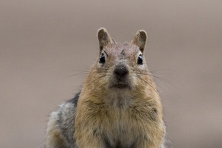 squirrel image by Mariusz Blach from Fotolia.com The gray squirrel is the most plentiful of the three species that live in Alabama.