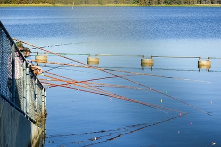 fishing poles image by Stacey Lynn Payne from Fotolia.com Cane poles are a good idea for beginning anglers.