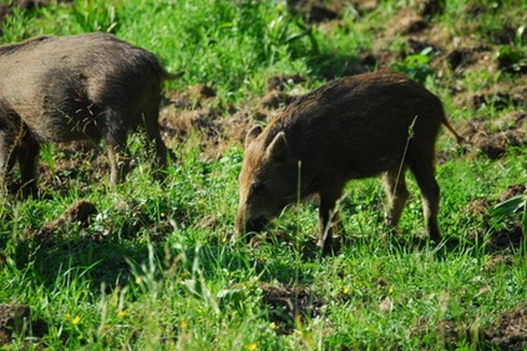 Wildschwein Frischling image by JeaRoRe from Fotolia.com A wild hog has a straight tail. Their tails are never coiled like the tails of a domestic pig.
