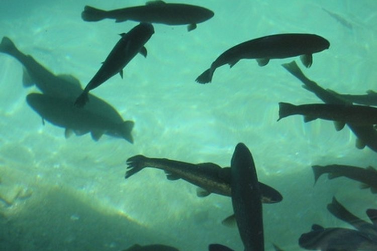 mittagessen image by mediarts.ch from Fotolia.com One of these trout may be your reward if you rig your pole correctly.