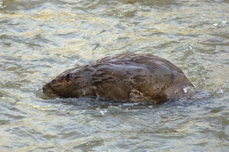beaver image by Bruce MacQueen from Fotolia.com A beaver is skinned using the "open" method, with a single cut up the belly.