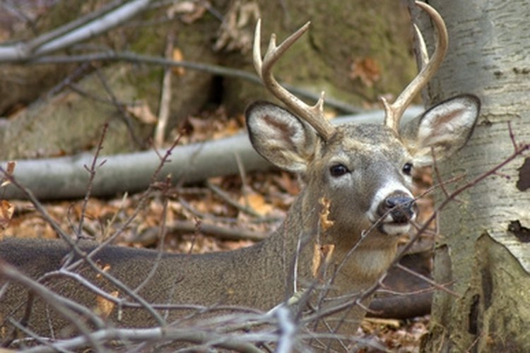 tips-on-finding-shed-whitetail-deer-antlers-gone-outdoors-your