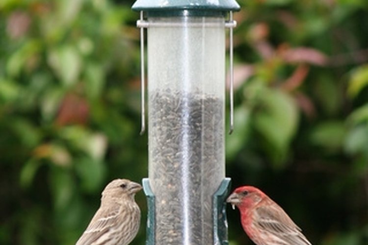 feeding finches image by Ray Kasprzak from Fotolia.com The purple finch is a finch species found in California.